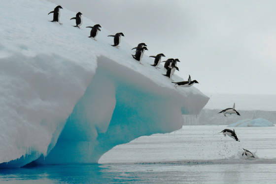 2012PICS/penguins-on-iceberg.jpg