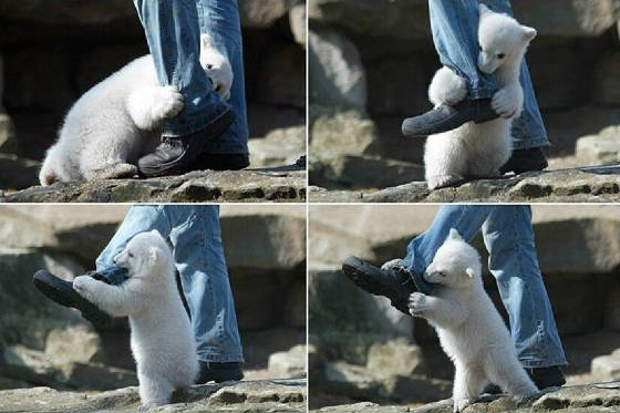 POLAR BEARS CAN BE SO VICIOUS...EH?