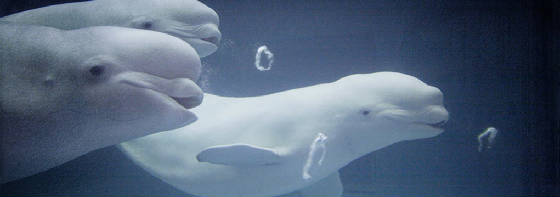 BELUGAS BLOWING CIRCLES