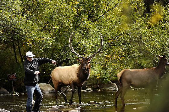 FISHING WITH ELK