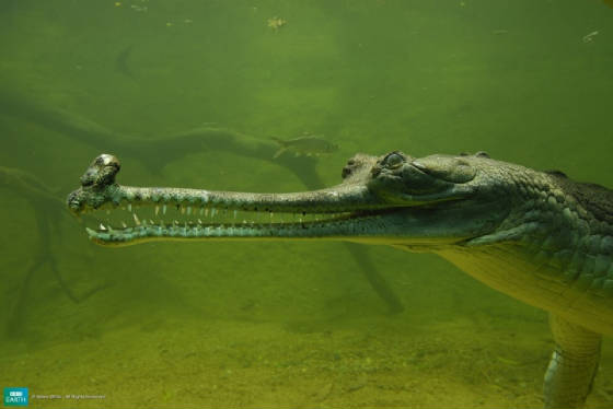 GHARIAL_CROC.jpg