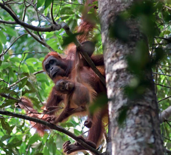 BABY WITH MOTHER ORAG UTAN