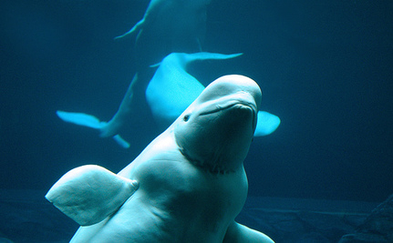 BELUGAS ARE PRECIOUS