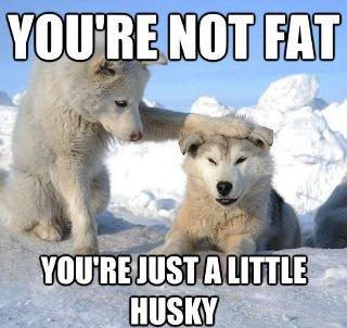 YOU'RE NOT FAT YOU'RE A LITTLE HUSKY
