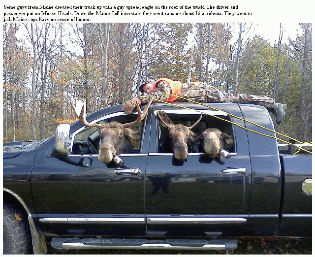 MOOSE HUNTERS BAGGED BY MOOSE