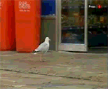 NEW_GLOBAL_WATERMARKED/SEAGULL.gif