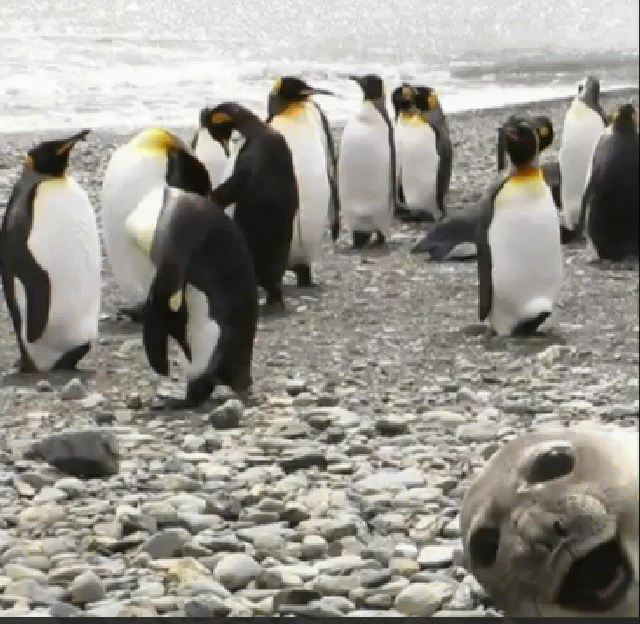 PENGUINS AND SEAL