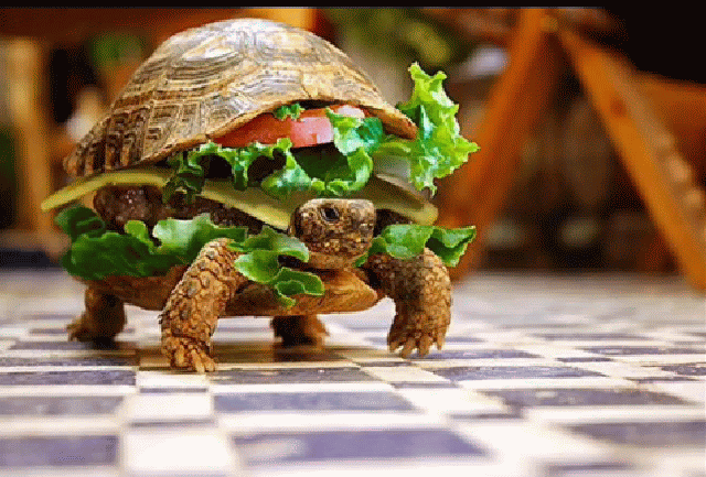 THE TURTLEMCBURGER