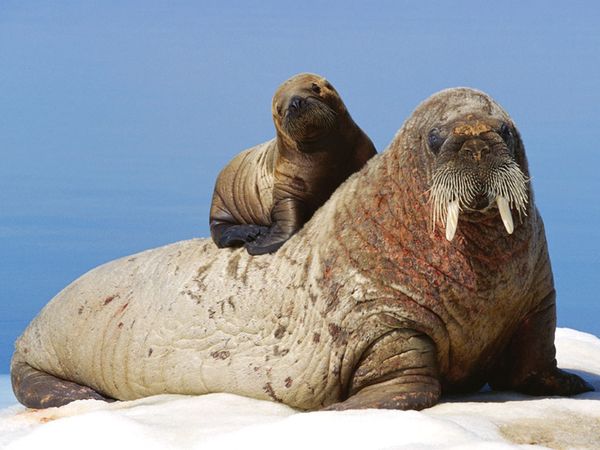 MOTHER WALRUS WITH BABY ON HER BACK