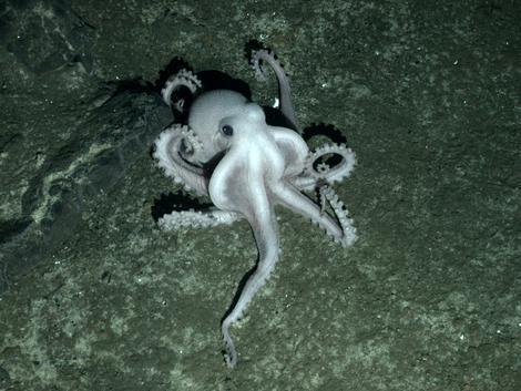 ANTARTICA PALE OCTOPUS