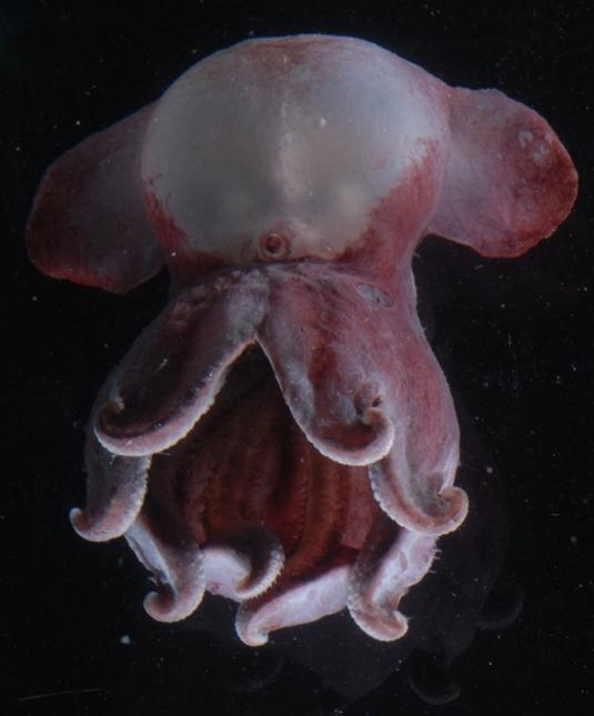 ANTARCTIC OCTOPUSS