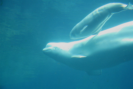BELUGAS ARE A LOT COOLER THAN US