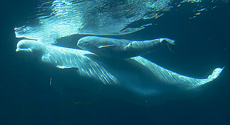 BELUGA WHALE AND HER BABY