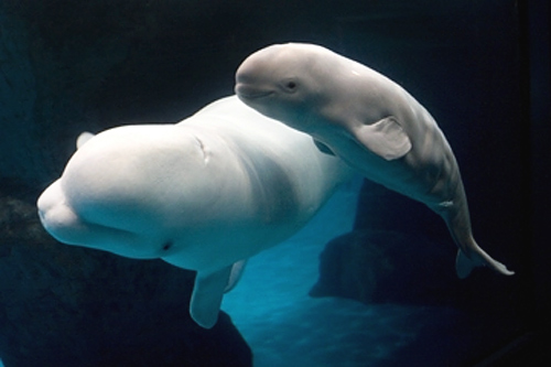 BABY BELUGA NAD MOTHER