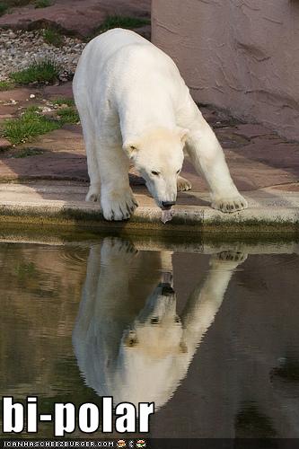 A VERY ZEN POLAR BEAR