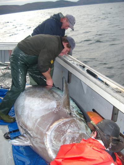 TAGGING A 1200LB. BLUEFIN TUNA