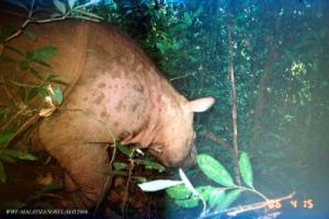 VERY RARE BORNEO RHINO