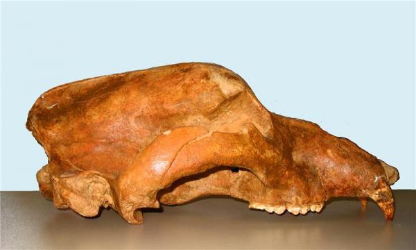 CAVVE BEAR SKULL