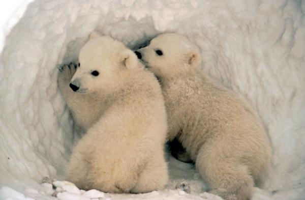 BABY POLAR BEARS...DUH