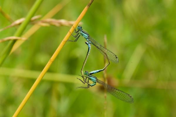 DAMSELFLIES GET IT DONE