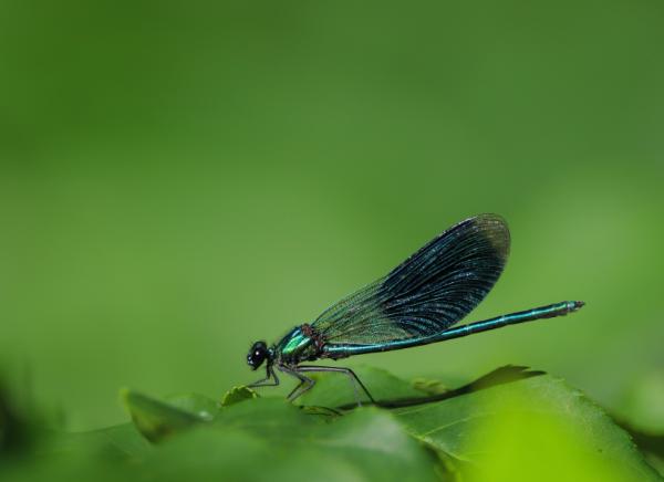 DEMOISELLE