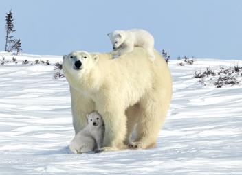 MOTHER POLAR BEAR AND TWIN CUBS