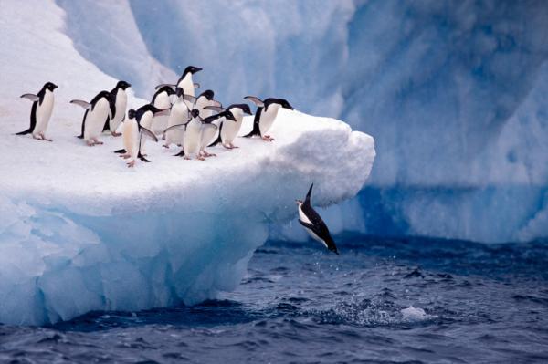 DIVING PENGUINS, OR FLEEING NUNS?