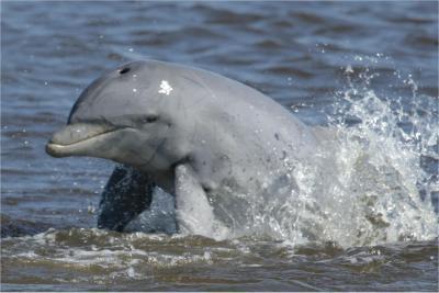 JUST REALLY COOL DOLPHIN