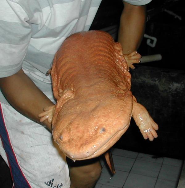 GIANT CHINESE SALAMANDER