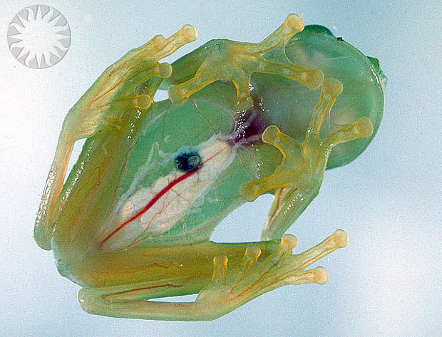 GLASS FROG