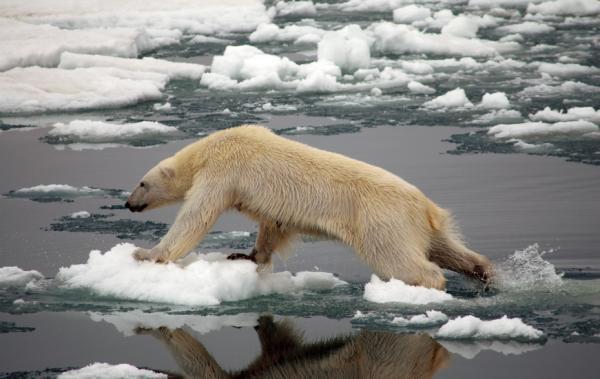 DO THEY HAVE SEAL FLAVORED ICE CREAM?