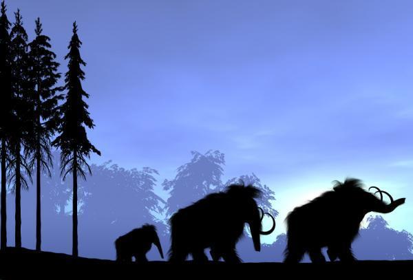 MAMMOTHS