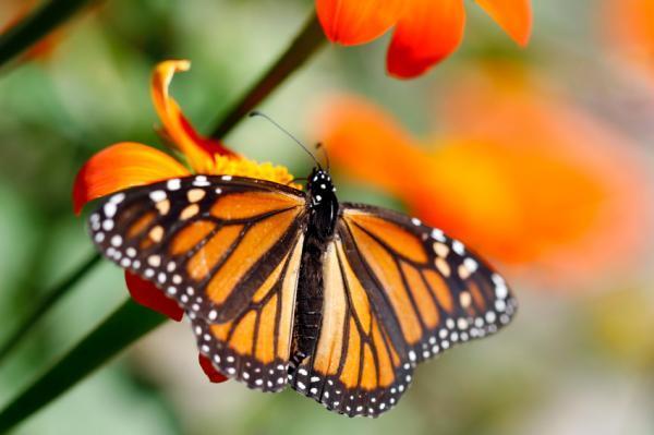 MONARCH BUTTERFLY