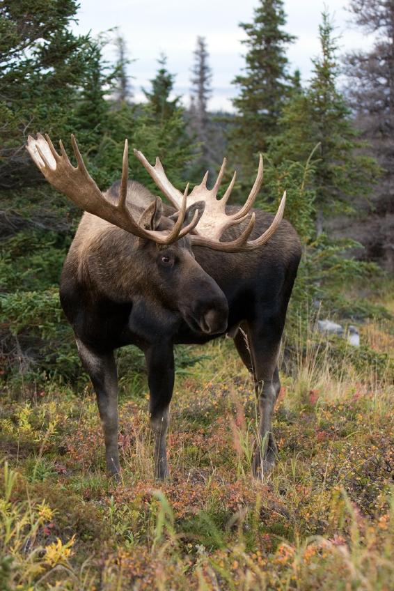 NORWAY MOOSE