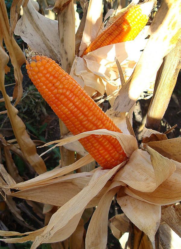 COOL! ORANGE POP-CORN! DUDE!!!