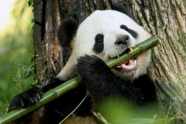 PANDA PLAYING THE FLUTE, RIGHT?