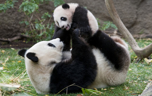 WHO SAID PANDAS ARE WORTHLESS?