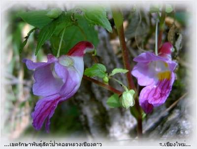 THAILAND PARROT FLOWER