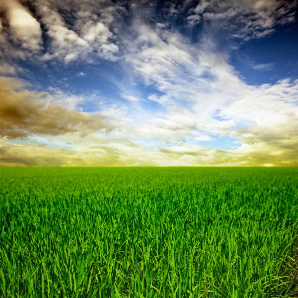 RICE FIELD IN VIETNAM