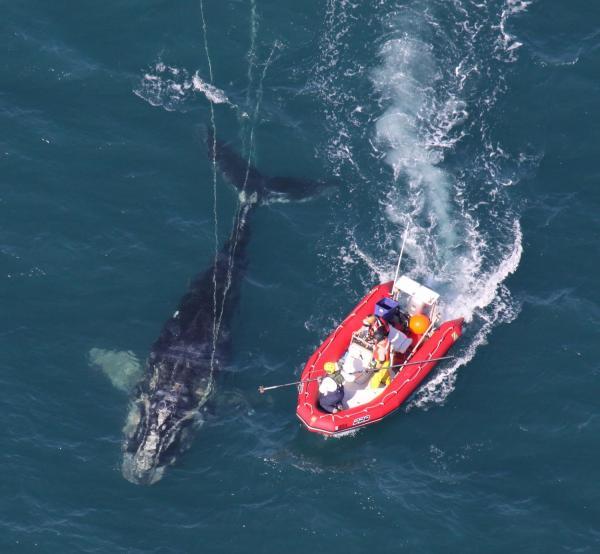 UNTANGLING A RIGHTWHALE