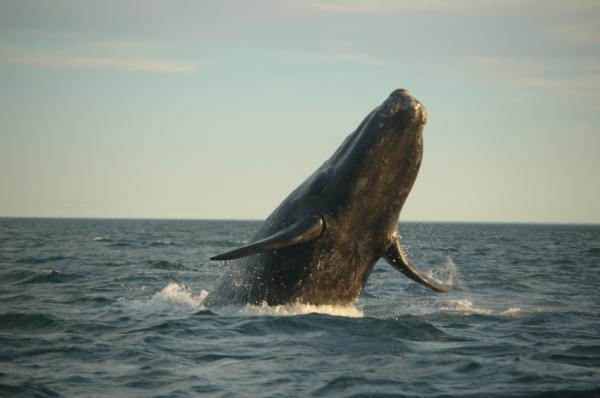 HOW MANY RIGHT WHALES ARE LEFT...UH?