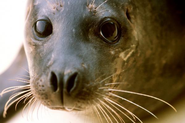 SEAL BEFORE HE GOT FAMOUS