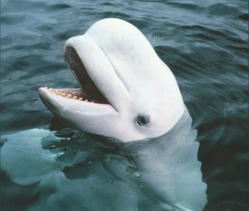 YOU'D BE HAPPY IF YOU WERE A BELUGA TOO
