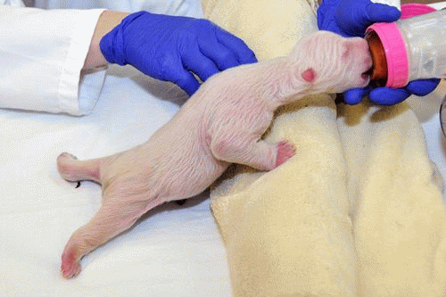 LAST REMAINING POLAR BEAR CUB AT TORONTO ZOO