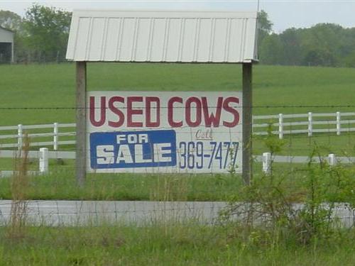 NEW_GLOBAL_WATERMARKED/usedcows.jpg