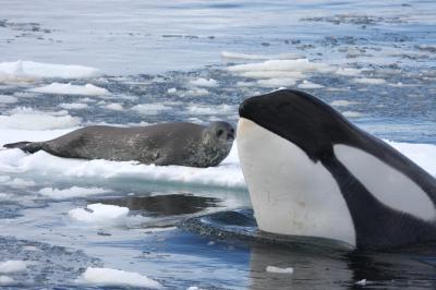 SEAL AND ORCA