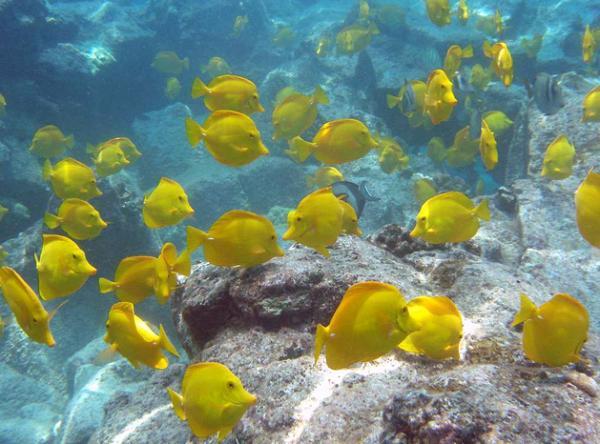 YELLOW TANG FISH FROM HAWAII